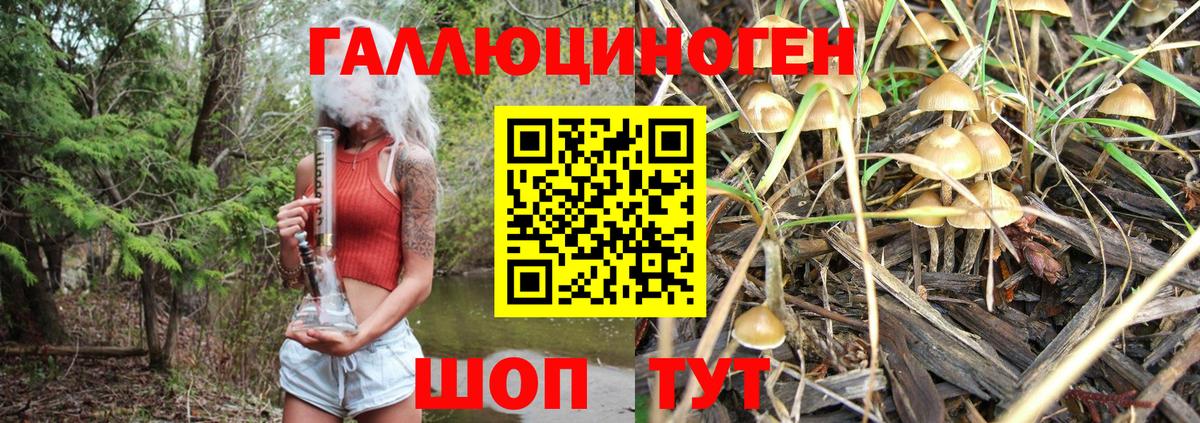 Псилоцибиновые грибы Cubensis Северск